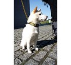 Additional Images1: MOON Checker Doggy Collar Small