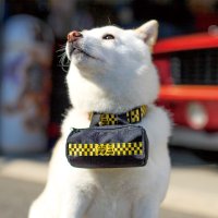 MOON Checker Doggy Pouch