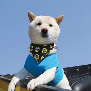 Photo1: MOON Eyeball Doggy Bib