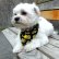 Photo5: MOON Eyeball Doggy Bib (5)
