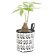 Photo3: MOON Plant Cover 【S size】 (3)
