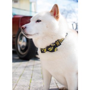 Photo3: MOON Puppy Ribbon