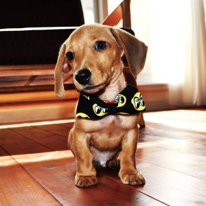 Photo1: MOON Puppy Ribbon