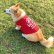 Photo2: Take it Easy Doggie T-shirt (2)