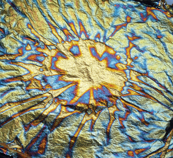 Photo1: Variegated Gold Leaf  (BLUE) (1)
